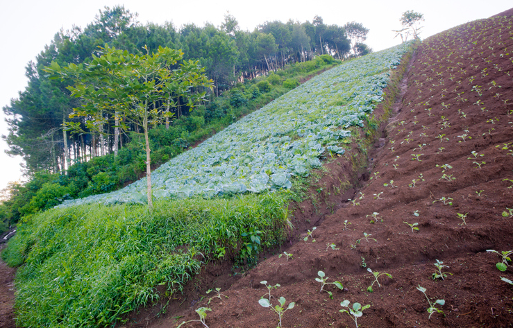 Agroforestry contributes to reducing the carbon footprint of agricultural land