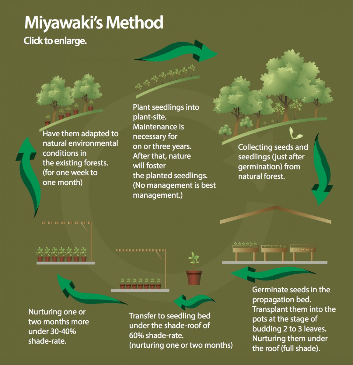 Akira Miyawaki, creator of primary forests | Reforest'Action