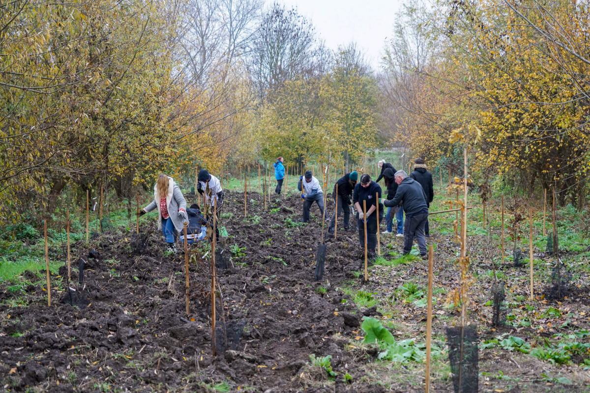 Participants planting the trees