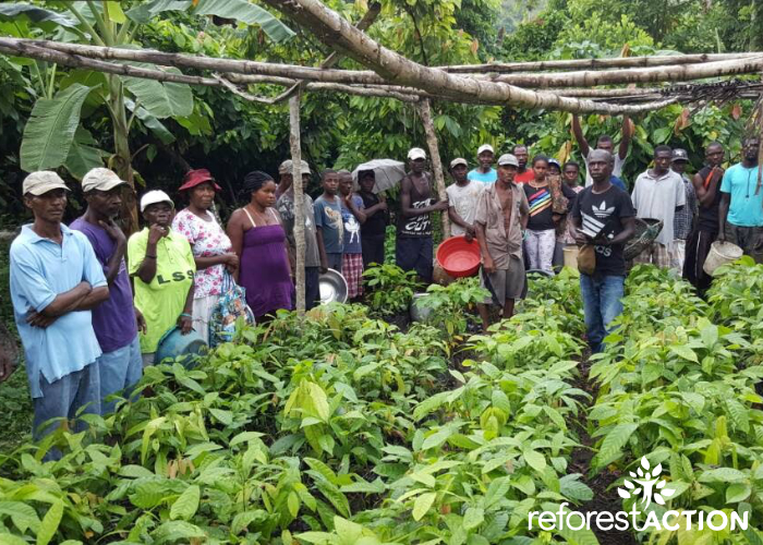 Distribution des cacaoyers en Haïti