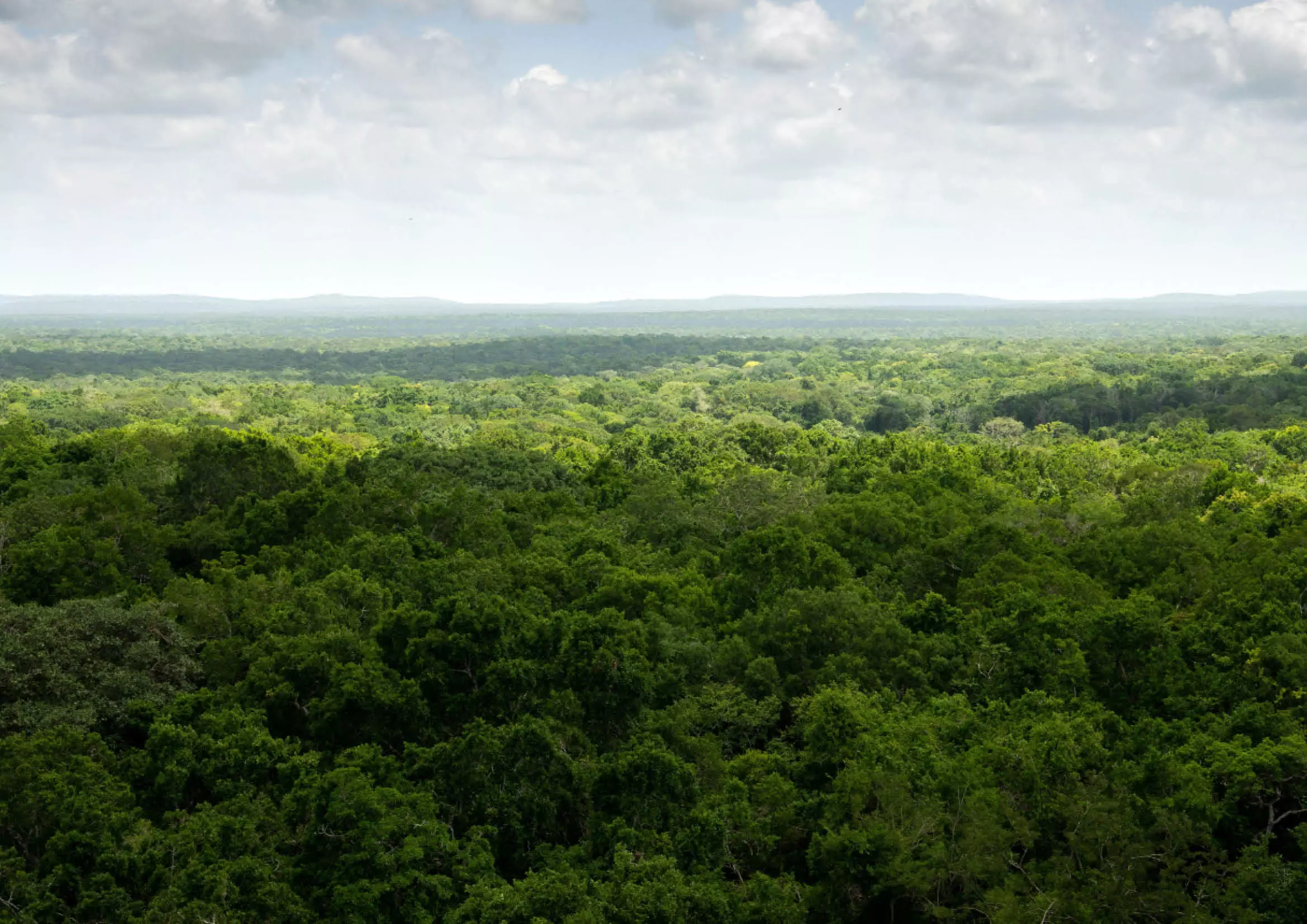 Jungle intacte dans l'État de Campeche au Mexique 
