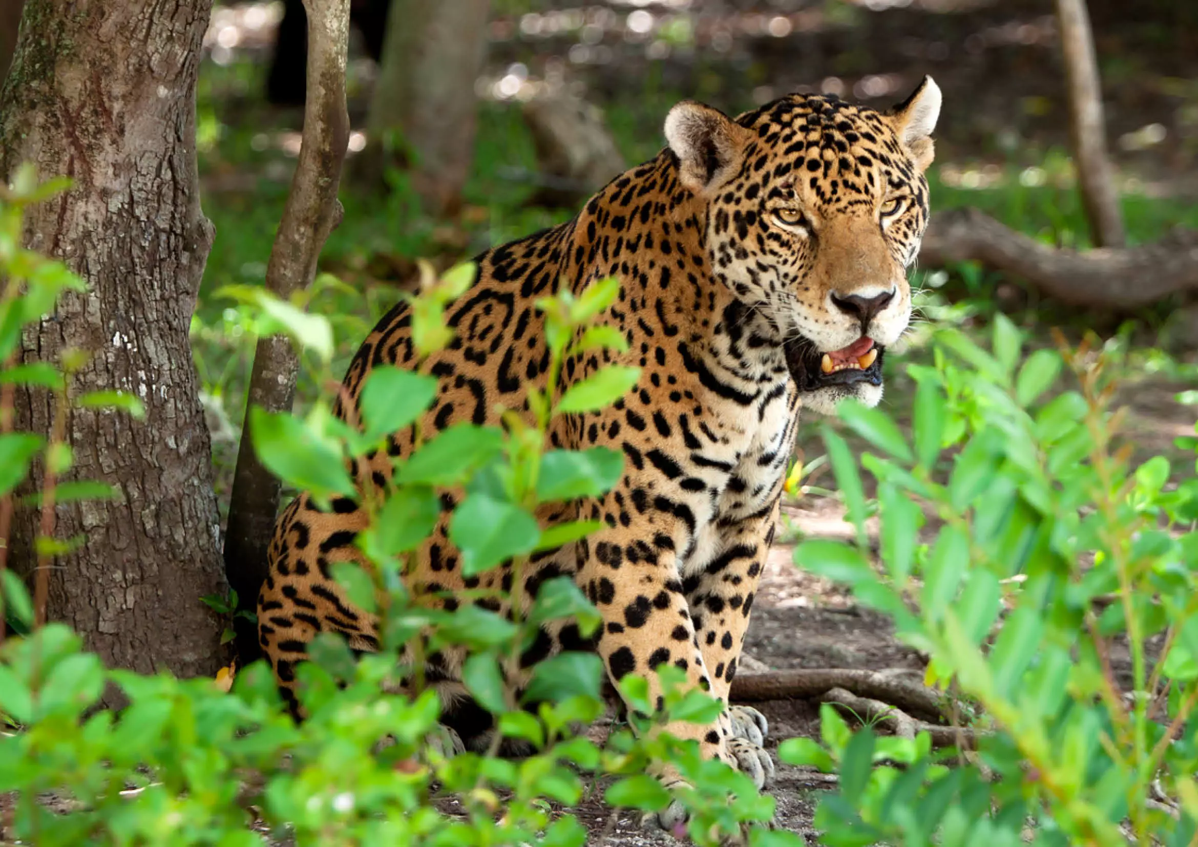 Jaguar photographié au Mexique 