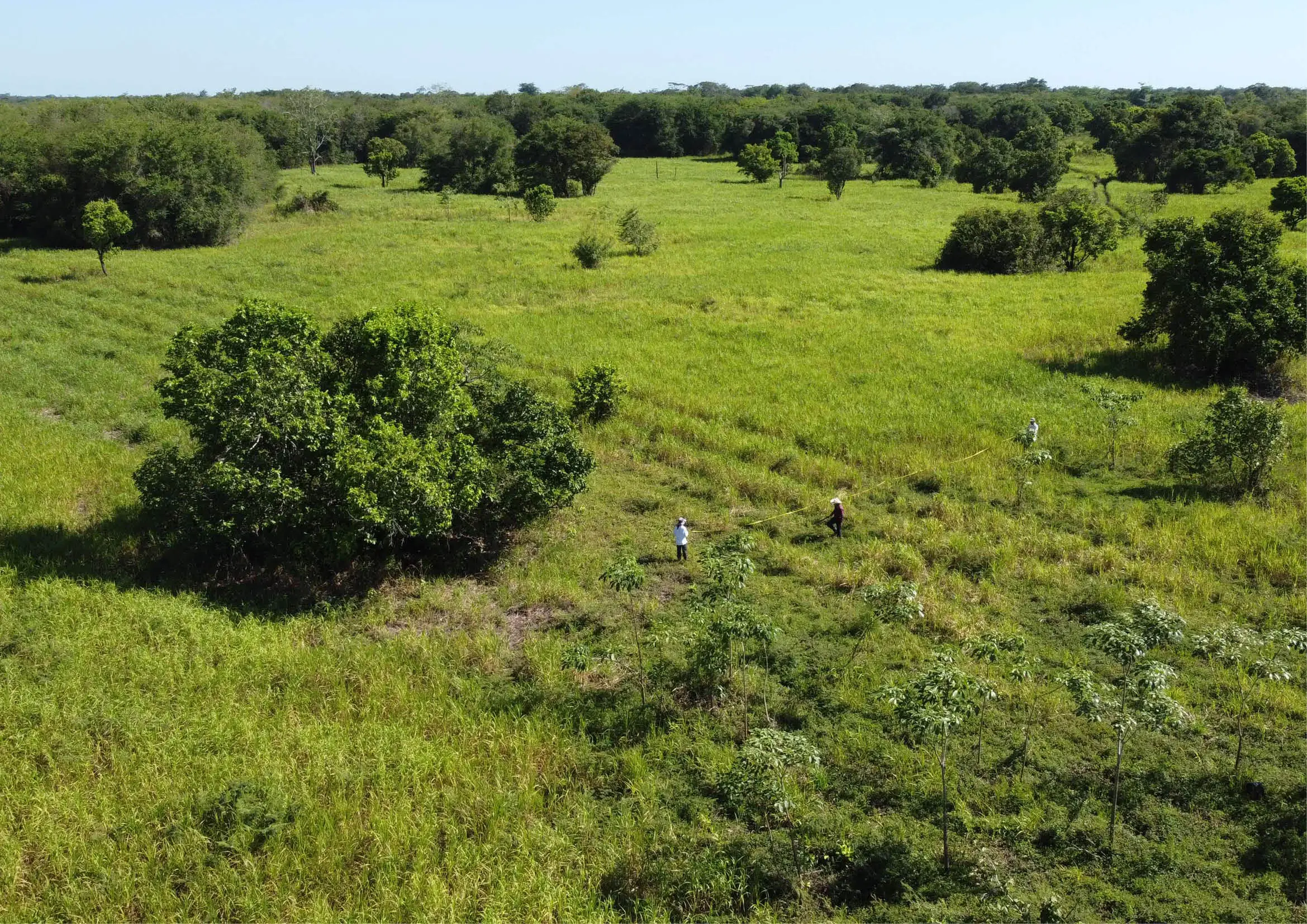 Zone de restauration d'écosystèmes au Mexique, vue de drone
