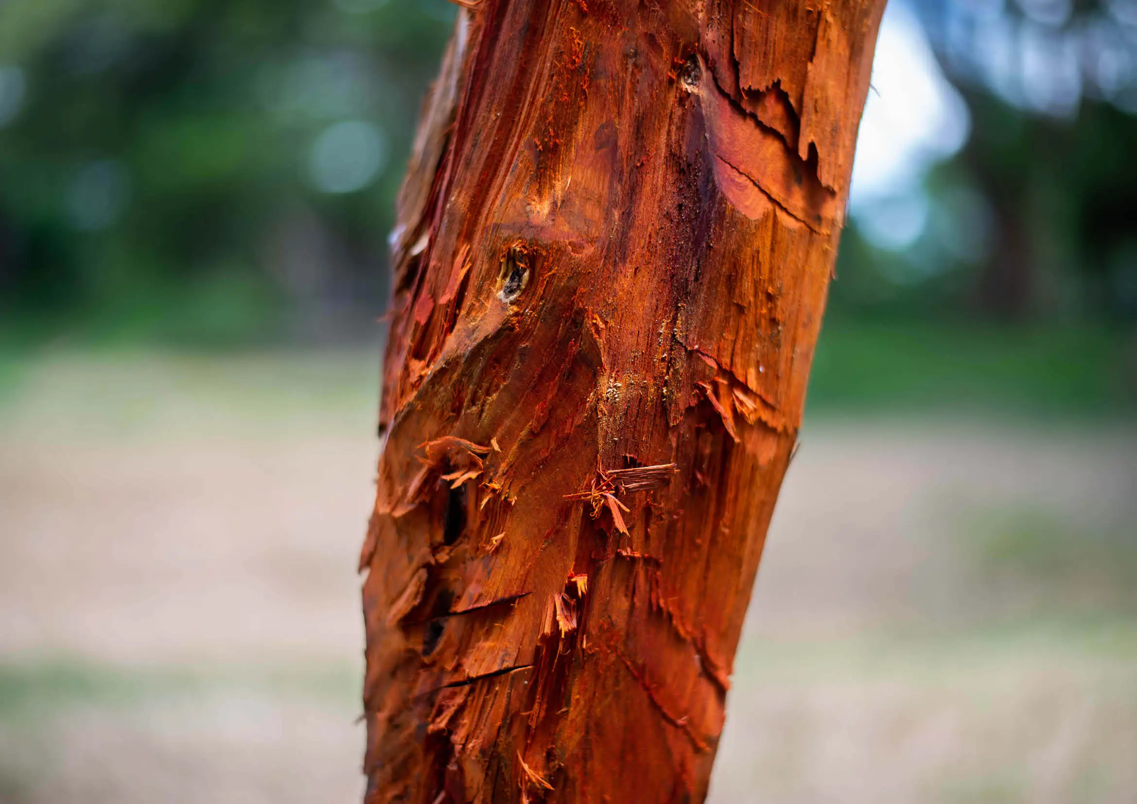 Copeau de bois de Campeche ou logwood