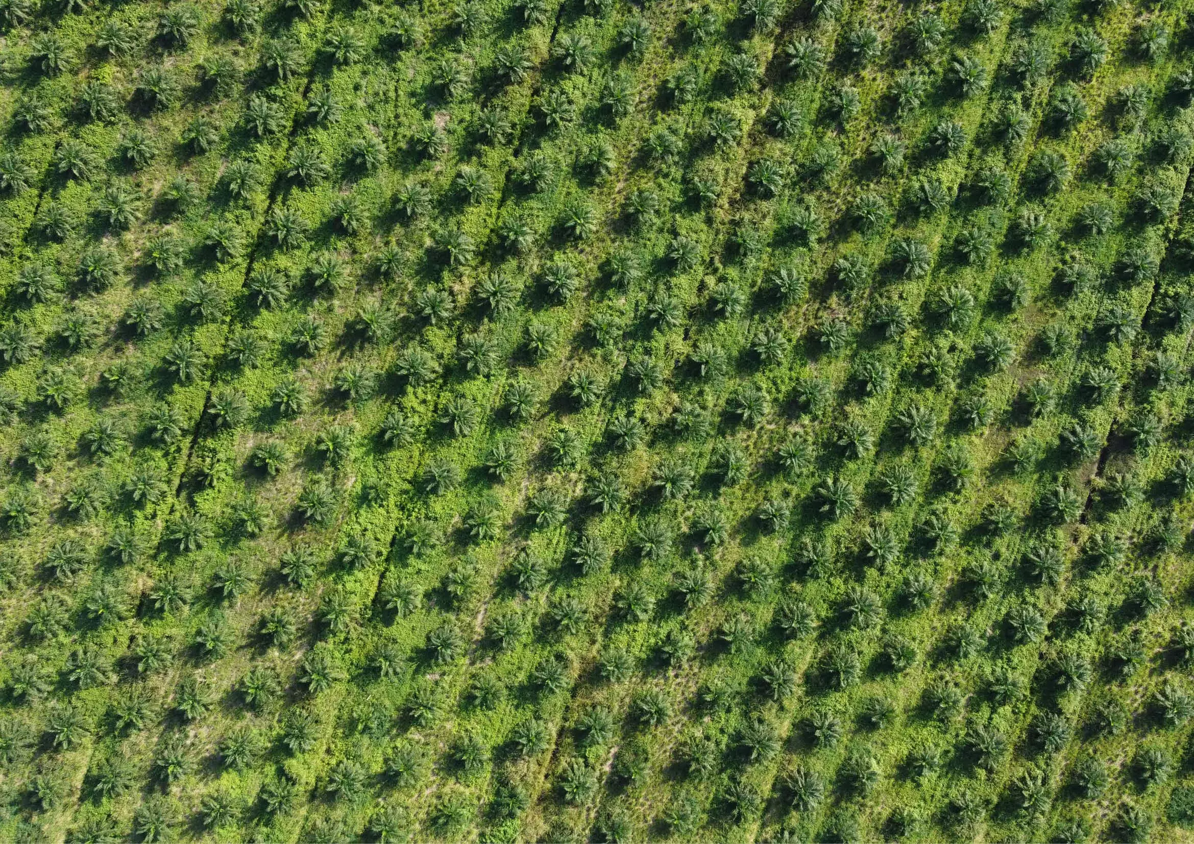 Monoculture de palmiers à huile dans l'État de Campeche au Mexique
