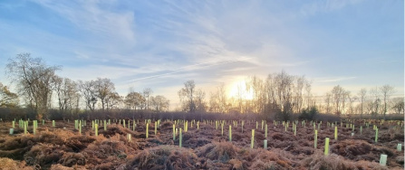 plantation de forêt en Angleterre