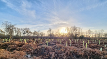 plantation de forêt en Angleterre