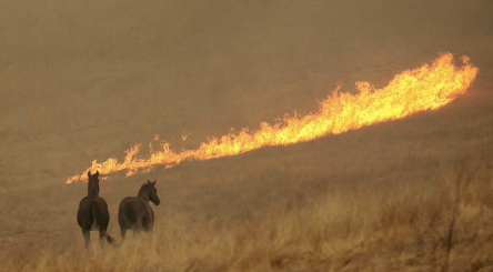 Californie, incendie, feux de forêts, Etats-Unis
