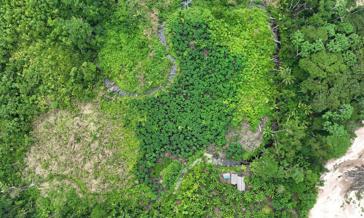 Forêt et régénération naturelle vue en drone