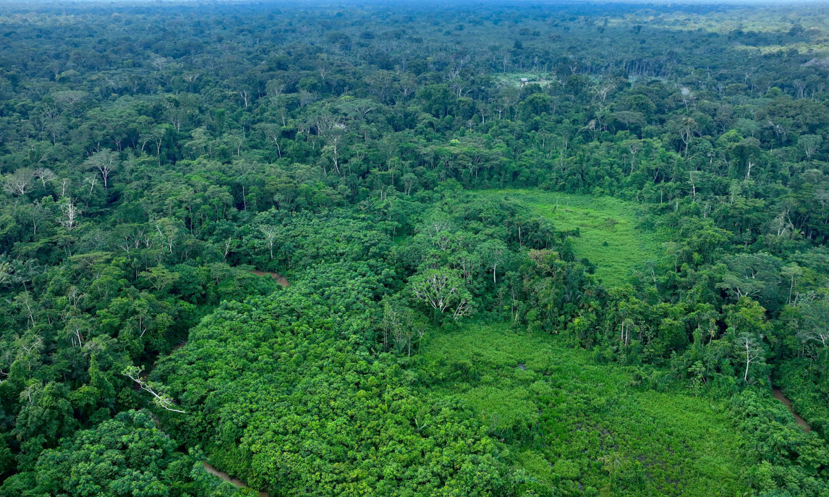 Jungle péruvienne vue en drone